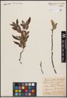 Foto von Salix aurita L. x Salix cinerea L. x Salix viminalis L.